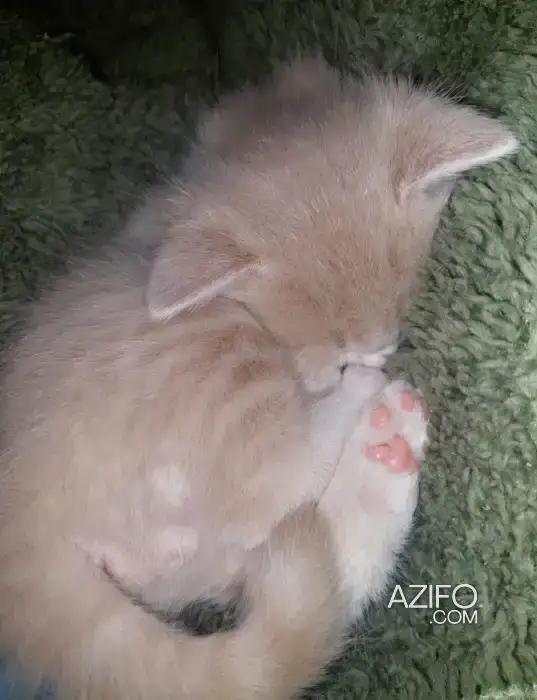 Chatons pour adoption in Rabat, MOROCCO | Azifo