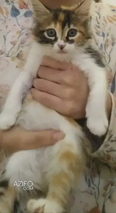 Une belle chatte pour adoption in سلا, MOROCCO | Azifo