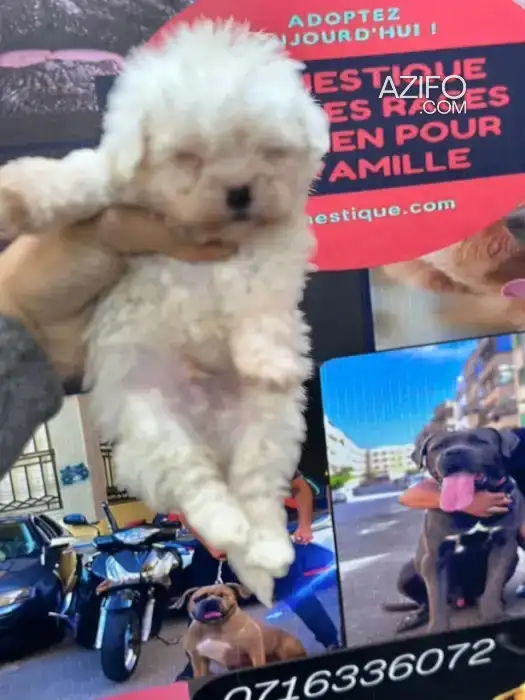 Bichon maltais nain in الدار البيضاء, MOROCCO | Azifo