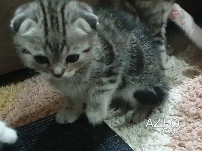 scottish fold in Casablanca, MOROCCO | Azifo
