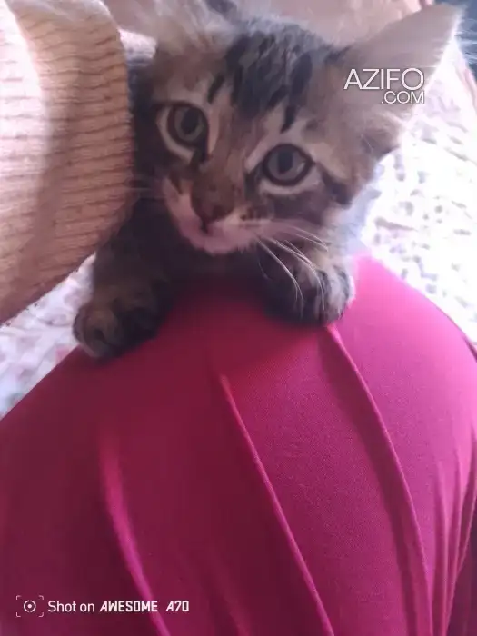 Petit chaton in الدار البيضاء, MOROCCO | Azifo