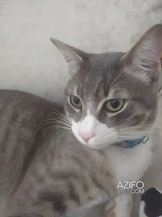 Cherche adoption pour mon chat in القنيطرة, MOROCCO | Azifo