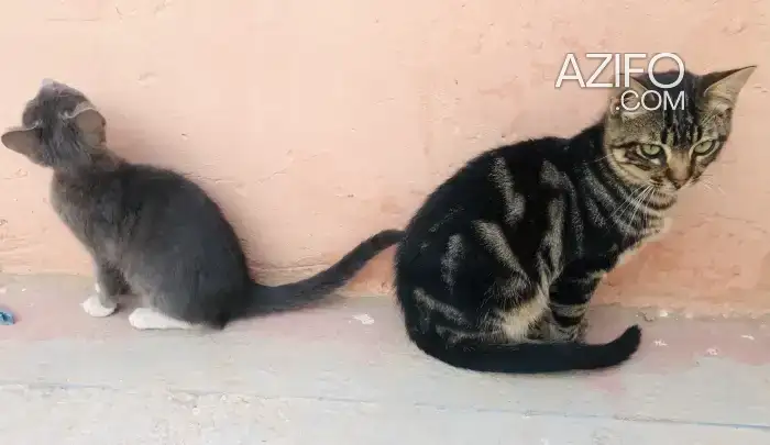 American shorthair et chat Gris in أكادير, MOROCCO | Azifo