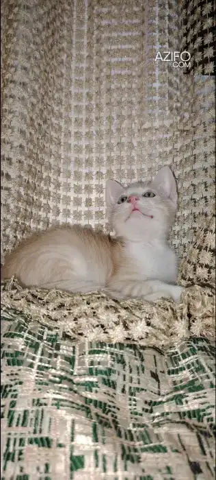 Chaton mâle pour adoption in Rabat, MOROCCO | Azifo