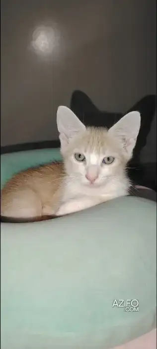 Chaton mâle de deux mois  pour adoption in Rabat, MOROCCO | Azifo