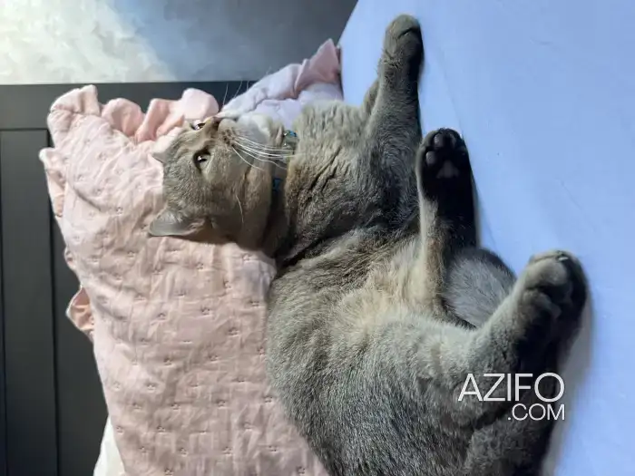 Maison d'hôte pour chats in طنجة - أصيلة, MOROCCO | Azifo