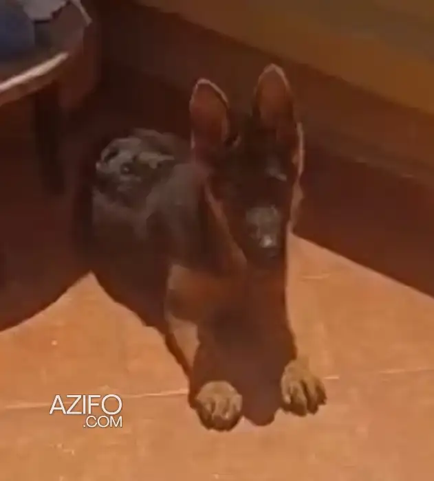 Chiot Mâle Berger Allemand de 5 mois in الدار البيضاء, MOROCCO | Azifo