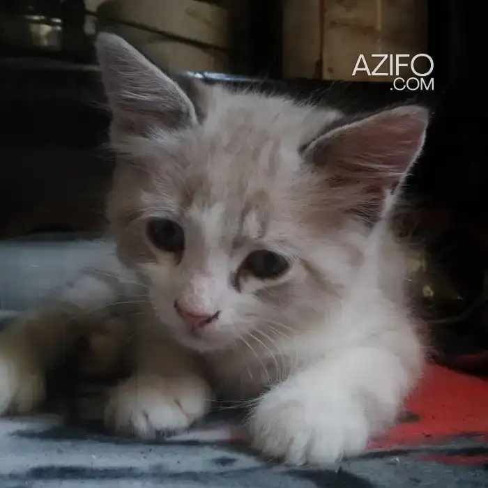 Chaton adorable in الدار البيضاء, MOROCCO | Azifo