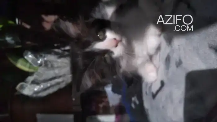 Chaton in الدار البيضاء, MOROCCO | Azifo