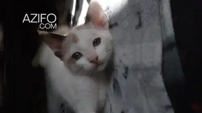 Chaton in الدار البيضاء, MOROCCO | Azifo