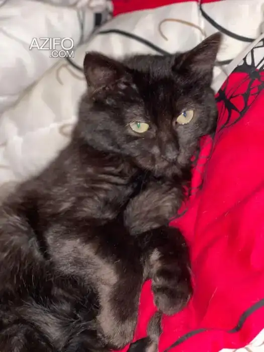 Chaton pour adoption in تمارة, MOROCCO | Azifo