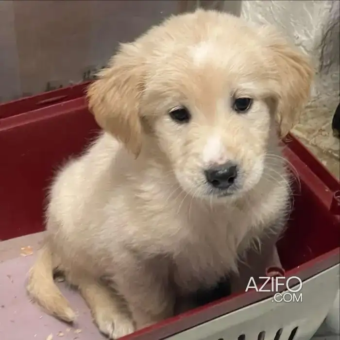 Chiot Mâle Golden Retriever de 2 mois in الدار البيضاء, MOROCCO | Azifo