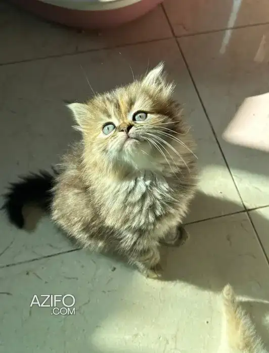 chat persan in Casablanca, MOROCCO | Azifo