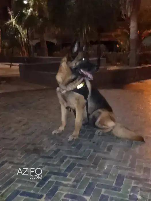 Chien Femelle Berger Allemand in الدار البيضاء, MOROCCO | Azifo