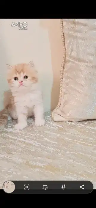 Chat persan himalaya in Casablanca, MOROCCO | Azifo