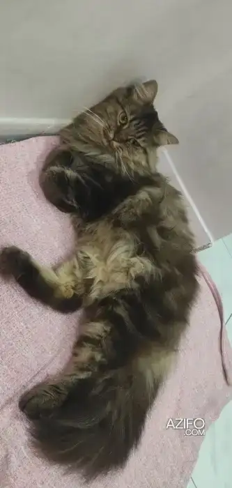 Chat Scottish long hair in Casablanca, MOROCCO | Azifo