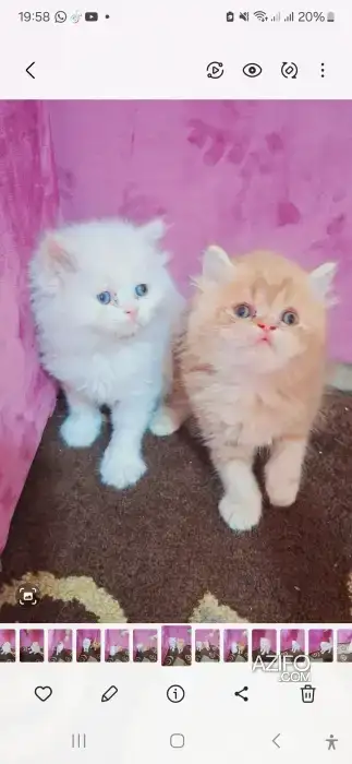 Chatton persan mon face in الدار البيضاء, MOROCCO | Azifo