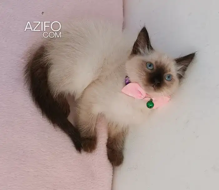 Balinais chaton in الدار البيضاء, MOROCCO | Azifo