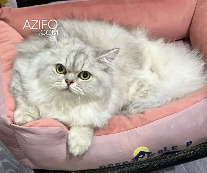 British longhair silver in الدار البيضاء, MOROCCO | Azifo
