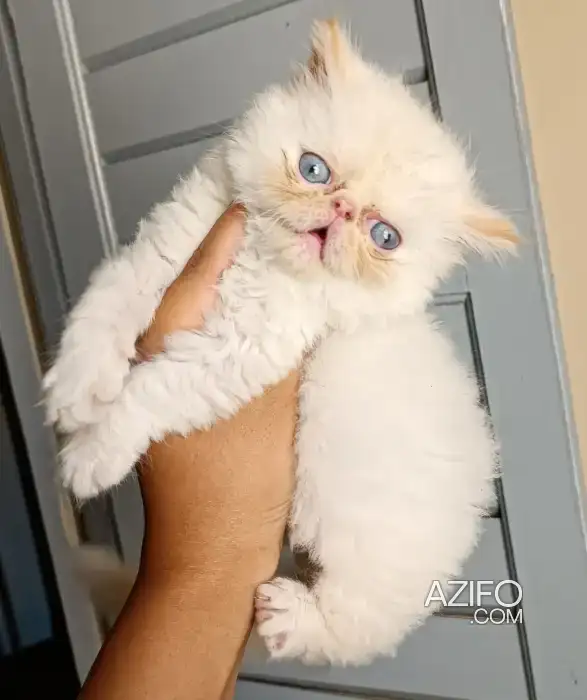 Persan chaton blanc in الدار البيضاء, MOROCCO | Azifo