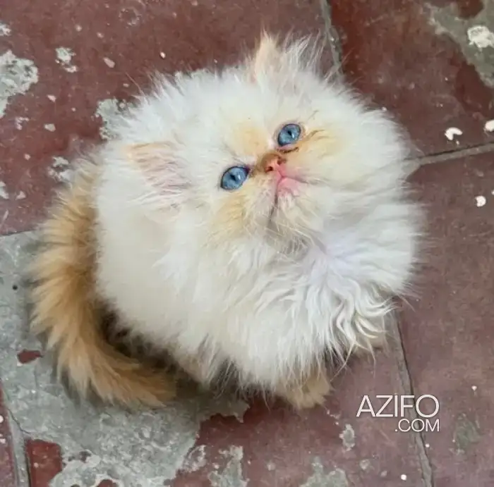 Persan chaton in الدار البيضاء, MOROCCO | Azifo