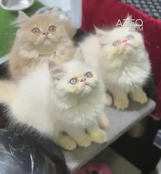 Persan chaton in الدار البيضاء, MOROCCO | Azifo
