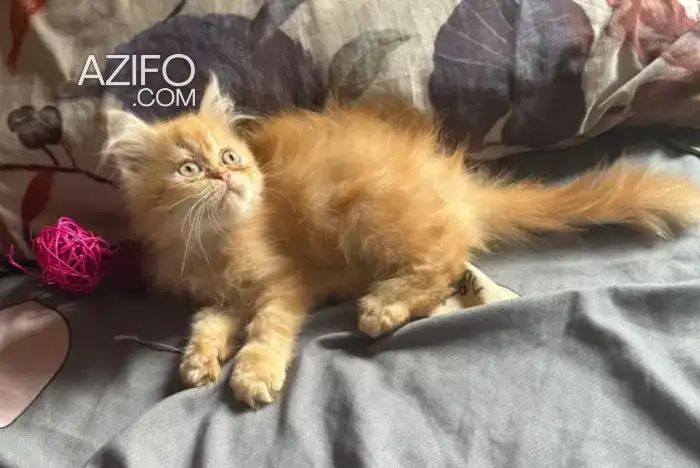 Persan chaton in الدار البيضاء, MOROCCO | Azifo