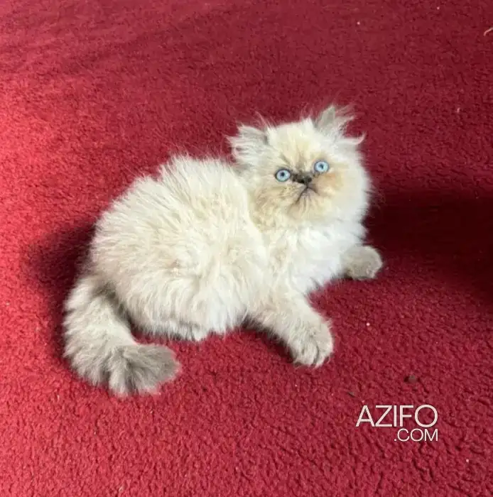 Chaton persan in الدار البيضاء, MOROCCO | Azifo