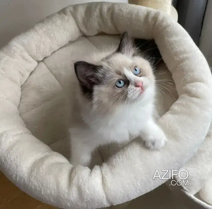Ragdoll chaton in الدار البيضاء, MOROCCO | Azifo