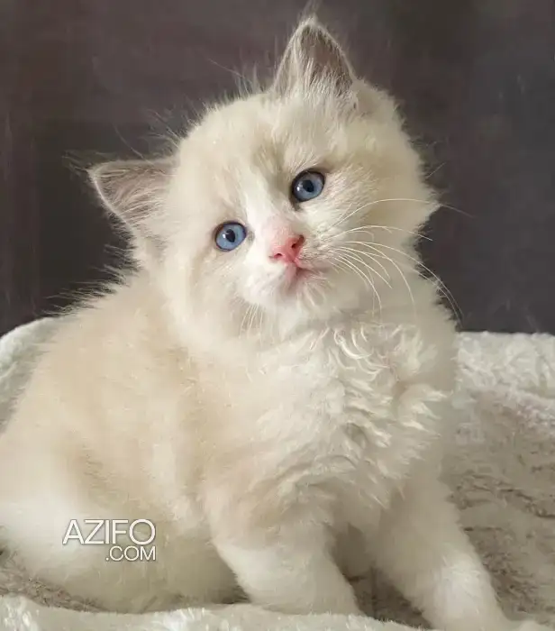 Ragdoll chaton in الدار البيضاء, MOROCCO | Azifo