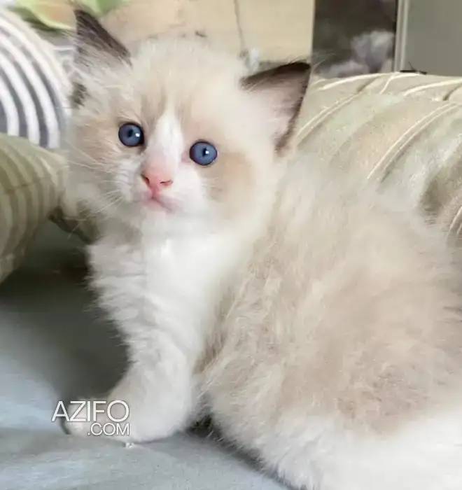 Ragdoll chaton in الدار البيضاء, MOROCCO | Azifo