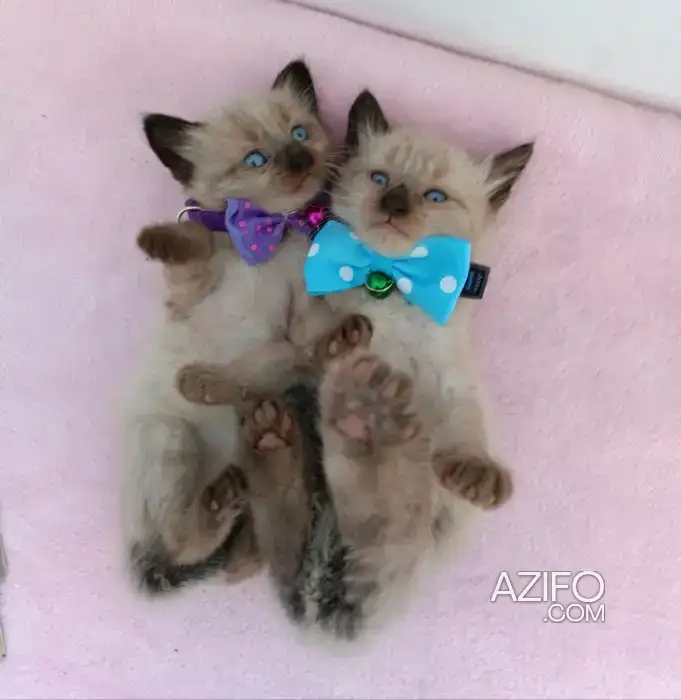 Siamois Balinais chaton in Casablanca, MOROCCO | Azifo