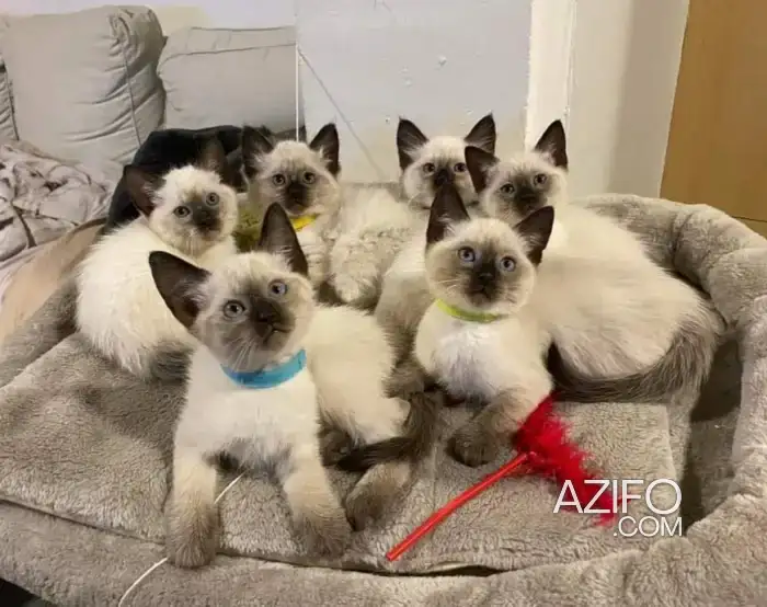 Siamois Balinais chaton in Casablanca, MOROCCO | Azifo