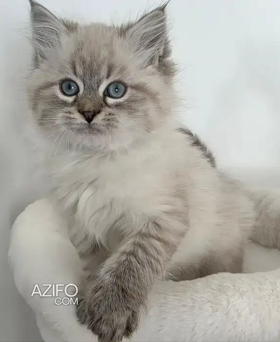 Sibérien chaton in Casablanca, MOROCCO | Azifo