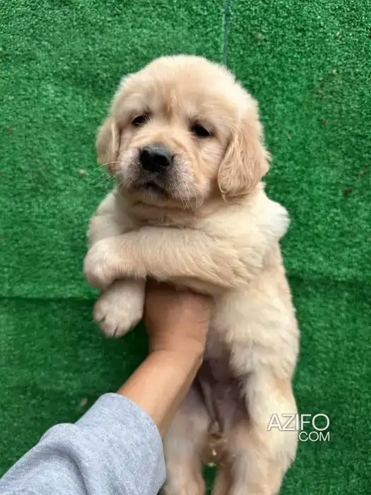 Portée de Chiots Golden Retriever in Casablanca, MOROCCO | Azifo