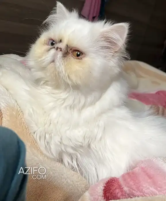 Vente chat persan in الرباط, MOROCCO | Azifo
