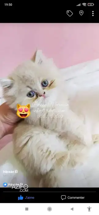 Chatons persans in أكادير, MOROCCO | Azifo