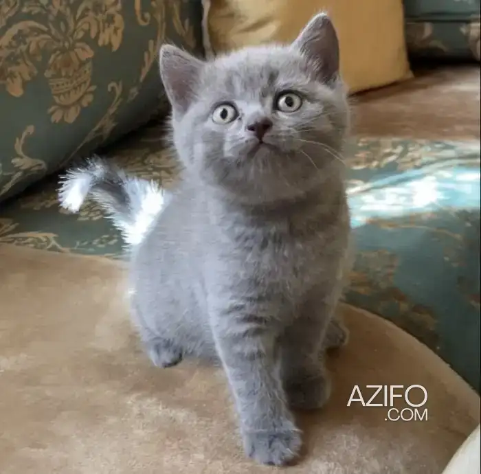 Scottish fold in Casablanca, MOROCCO | Azifo