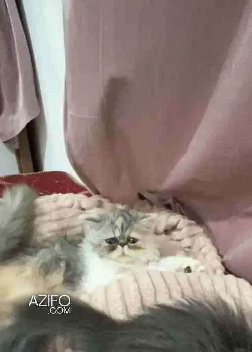 Chaton persan in الرباط, MOROCCO | Azifo