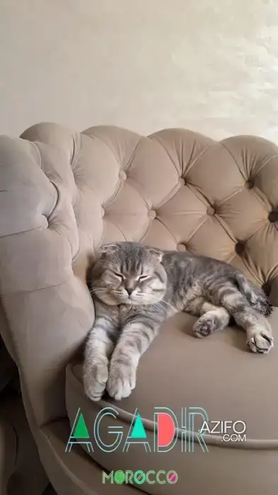 Couple Scottish fold in أكادير, MOROCCO | Azifo