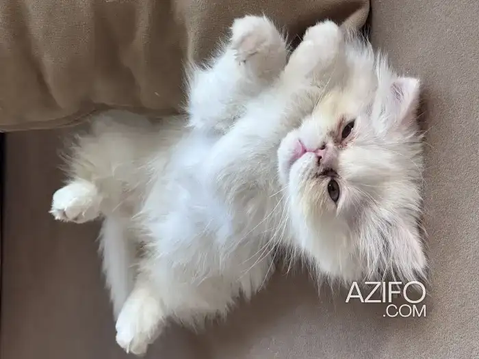 chaton persan âgé de deux mois et demi. in Casablanca, MOROCCO | Azifo