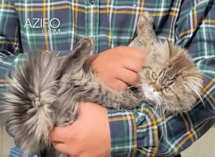Chat persan in فاس, MOROCCO | Azifo