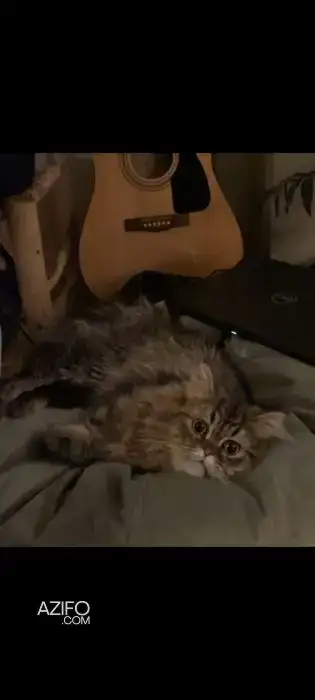Chat Persan in فاس, MOROCCO | Azifo
