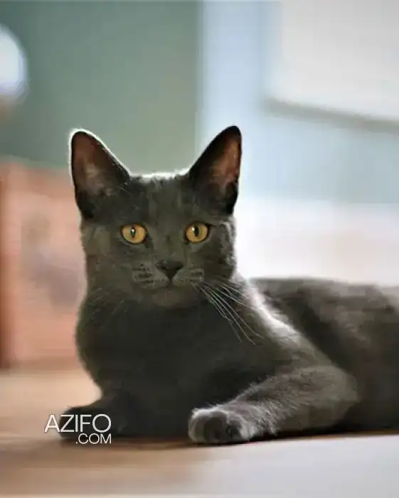 Chat KORAT in أكادير, MOROCCO | Azifo