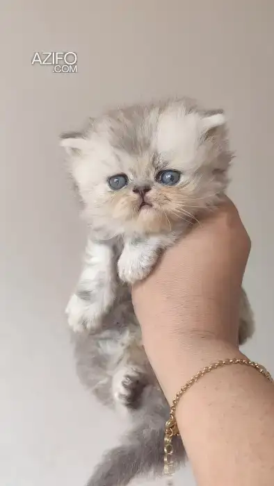 Chaton femelle 1 mois et demi in Casablanca, MOROCCO | Azifo