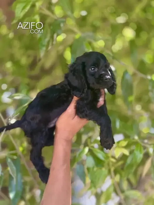 Product Detail 3