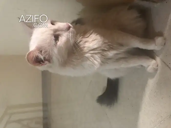 Chatte vaccinée à adopter in مراكش, MOROCCO | Azifo