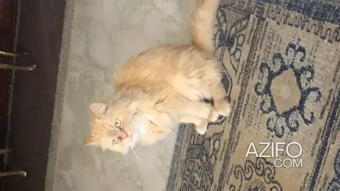 chat croisé persan angor in الرباط, MOROCCO | Azifo