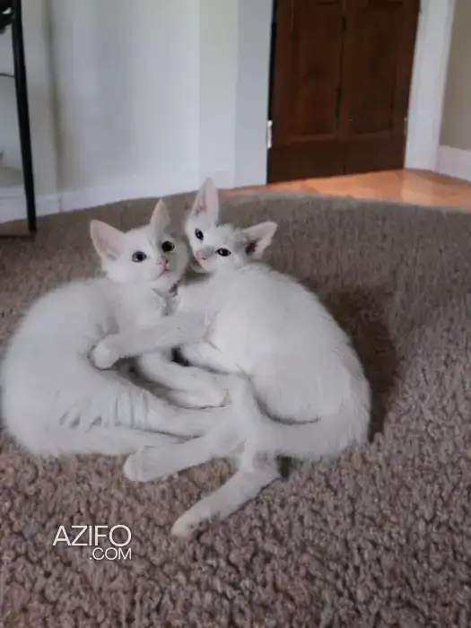 Adoptions in الدار البيضاء, MOROCCO | Azifo