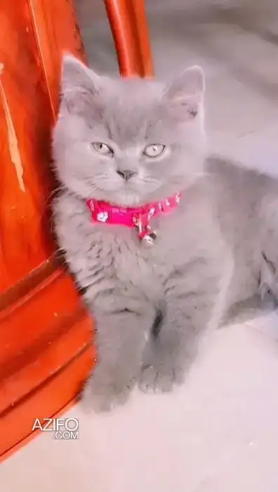 Chaton british gris in الدار البيضاء, MOROCCO | Azifo